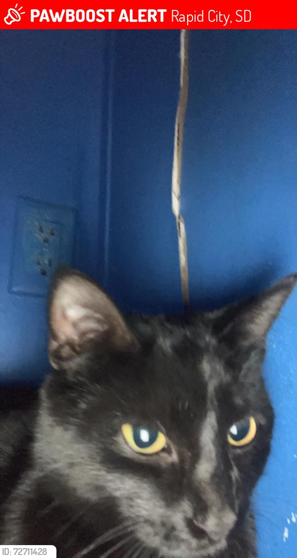 Lost Female Cat last seen East Fairmont and south valley drive , Rapid City, SD 57703