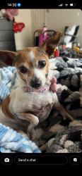 Lost Female Dog last seen Colonia, Oxnard, CA 93030