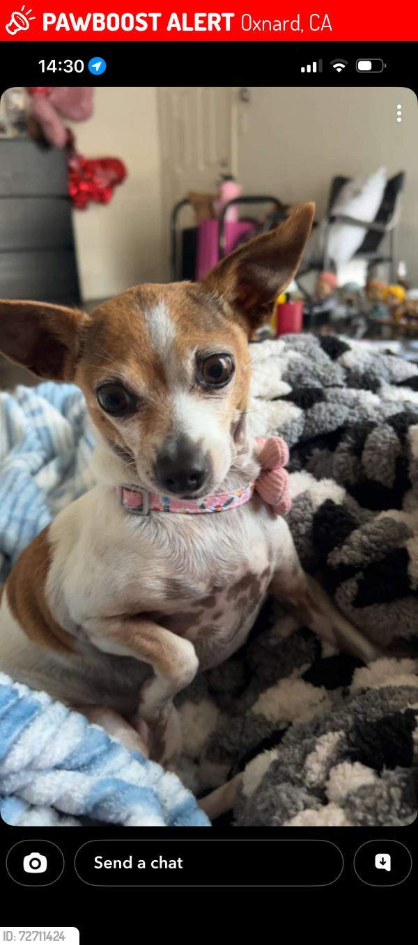 Lost Female Dog last seen Colonia, Oxnard, CA 93030