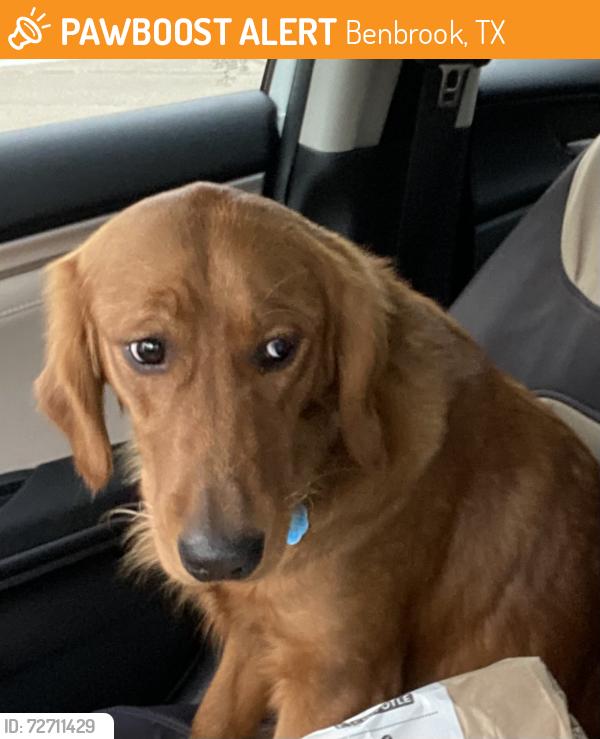 Found/Stray Unknown Dog last seen Running across Mercedes St at the corner of San Angelo Ave and Mercedes St. , Benbrook, TX 76126