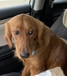 Found/Stray Unknown Dog last seen Running across Mercedes St at the corner of San Angelo Ave and Mercedes St. , Benbrook, TX 76126