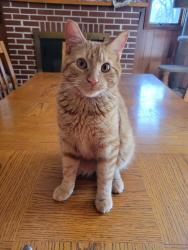 Lost Male Cat last seen Rounds Avenue, down the street from the hockey rink, New Richmond, WI 54017