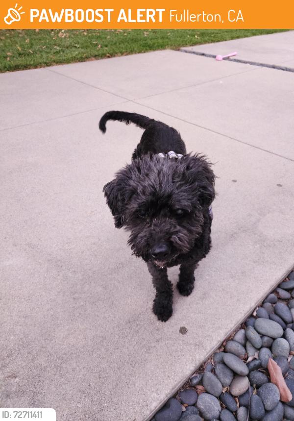 Found/Stray Unknown Dog last seen Santa Ysabel Ave. and Chapman Park, Fullerton, CA 92831