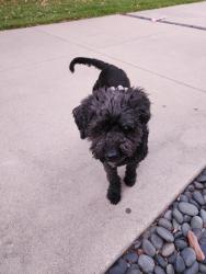 Found/Stray Unknown Dog last seen Santa Ysabel Ave. and Chapman Park, Fullerton, CA 92831