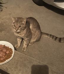 Found/Stray Unknown Cat last seen Crosswood Rd and Borda Ave, La Mirada, CA 90638