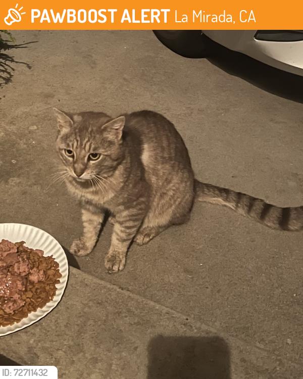 Found/Stray Unknown Cat last seen Crosswood Rd and Borda Ave, La Mirada, CA 90638