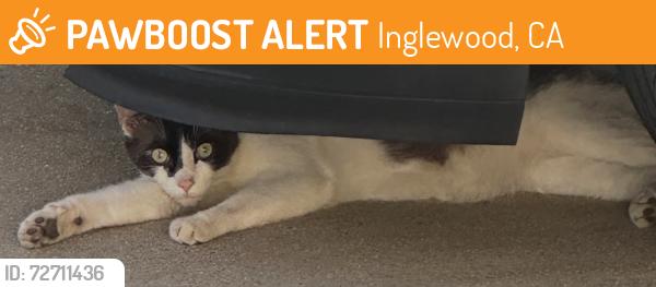 Found/Stray Unknown Cat last seen Bennet Kew Elementary school, Inglewood, CA 90303