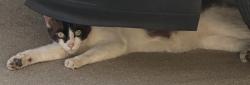 Found/Stray Unknown Cat last seen Bennet Kew Elementary school, Inglewood, CA 90303