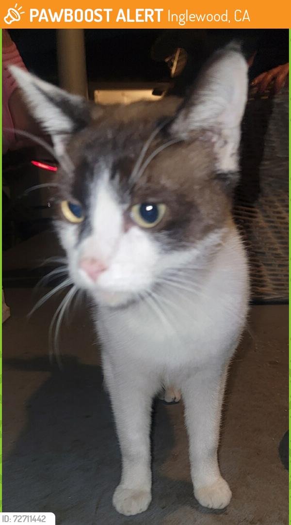 Found/Stray Unknown Cat last seen Bennett Kew elementary school, Inglewood, CA 90303