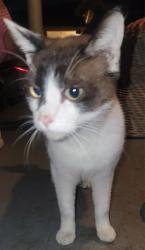 Found/Stray Unknown Cat last seen Bennett Kew elementary school, Inglewood, CA 90303