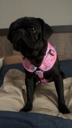 Lost Female Dog last seen Near Schley Dr, Clint, TX 79836