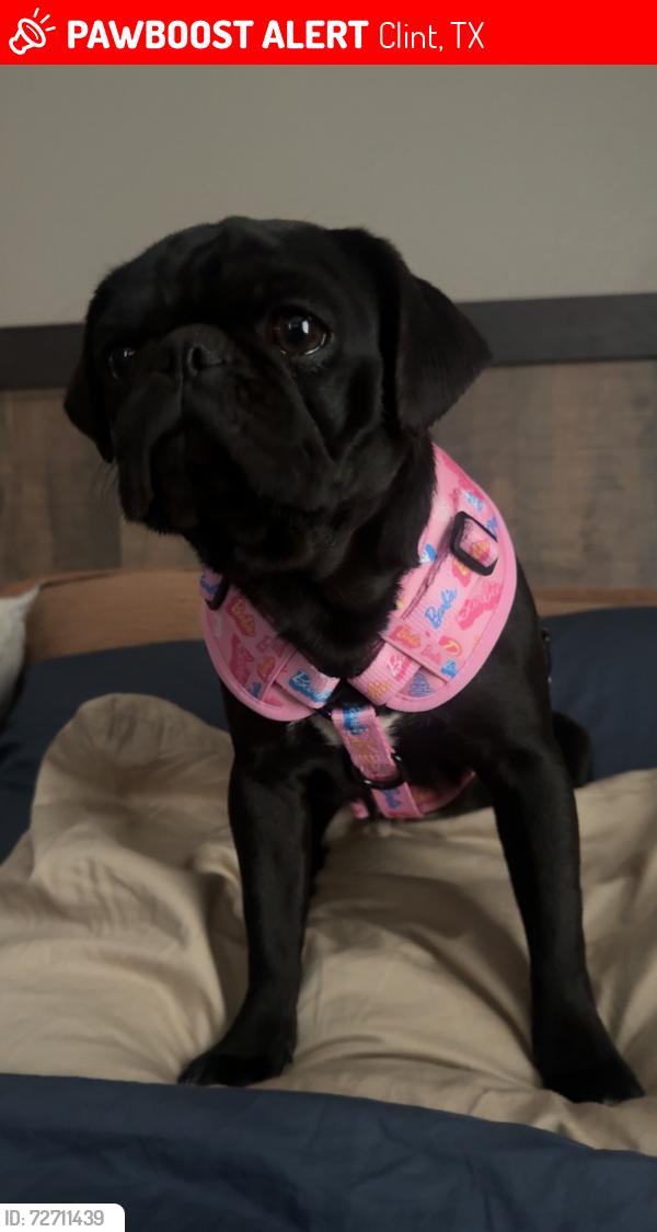 Lost Female Dog last seen Near Schley Dr, Clint, TX 79836