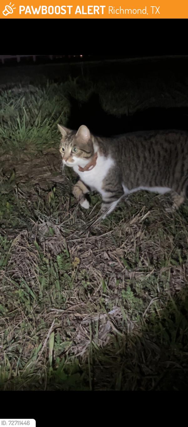 Found/Stray Female Cat last seen Near mulberry dảm , Richmond, TX 77469