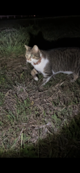 Found/Stray Female Cat last seen Near mulberry dảm , Richmond, TX 77469