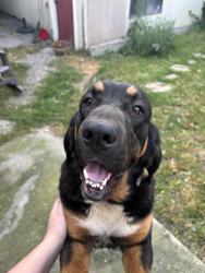 Found/Stray Female Dog last seen Alpine Road lodi, Lodi, CA 95240