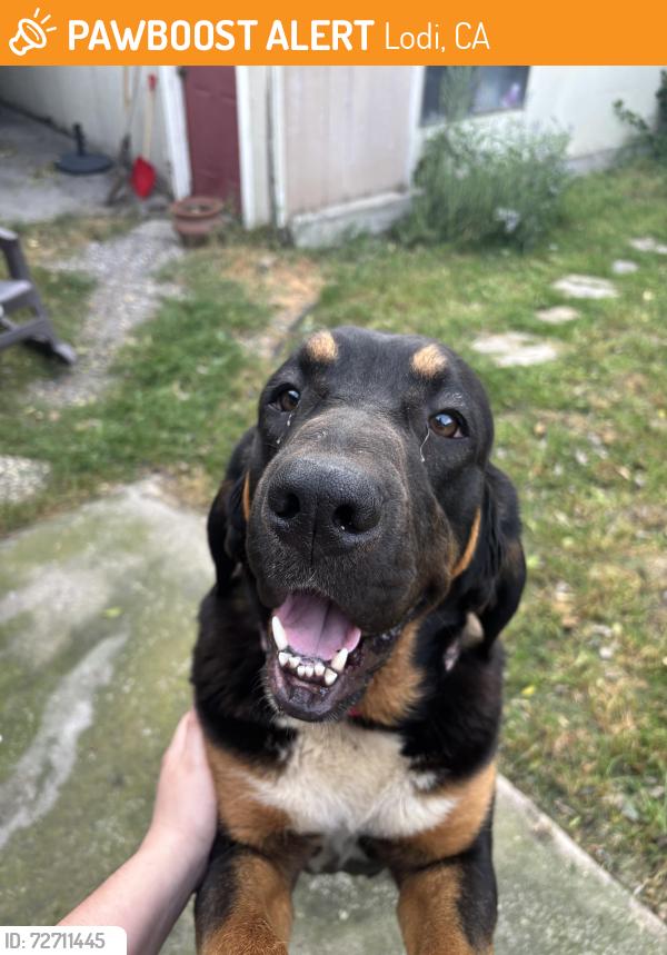 Found/Stray Female Dog last seen Alpine Road lodi, Lodi, CA 95240