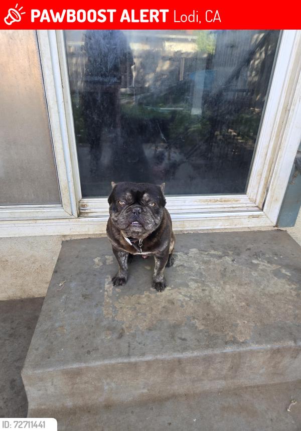 Lost Male Dog last seen Cherokee , Lodi, CA 95240