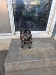 Lost Male Dog last seen Cherokee , Lodi, CA 95240