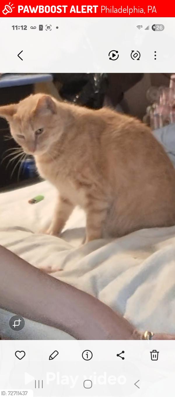 Lost Male Cat last seen Shunk , Philadelphia, PA 19148
