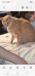 Lost Male Cat last seen Shunk , Philadelphia, PA 19148