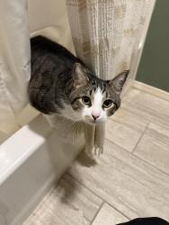 Lost Male Cat last seen Backyard of our hse around 10:00 pm last night , Rogers, AR 72758