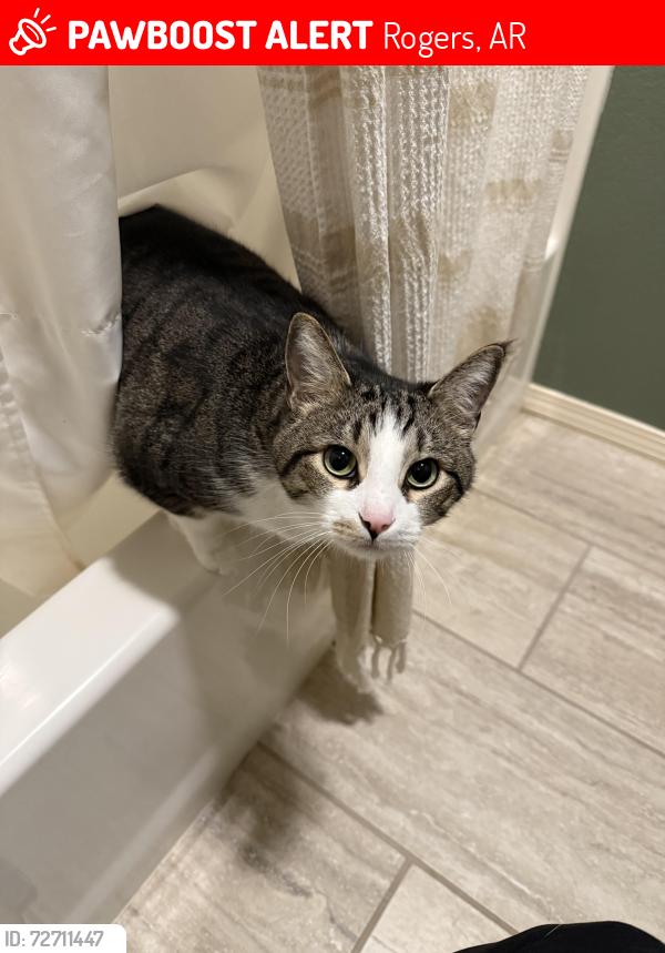 Lost Male Cat last seen Backyard of our hse around 10:00 pm last night , Rogers, AR 72758