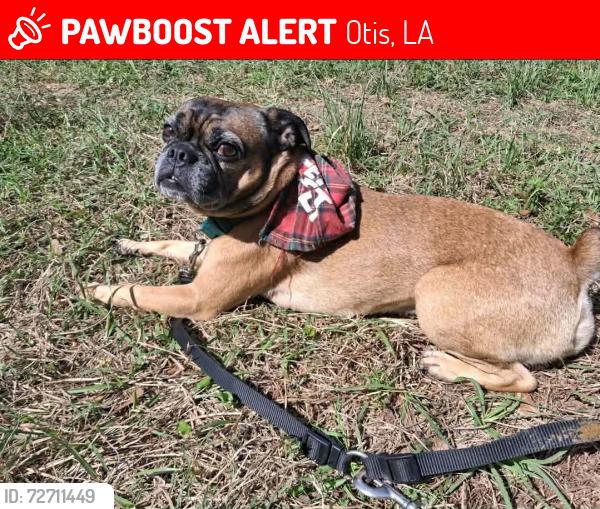 Lost Male Dog last seen Hwy 121, Otis, LA 71466