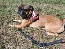 Lost Male Dog last seen Hwy 121, Otis, LA 71466