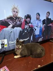 Lost Female Cat last seen Walnut Bend Rd and Trinity Rd, Memphis, TN 38018