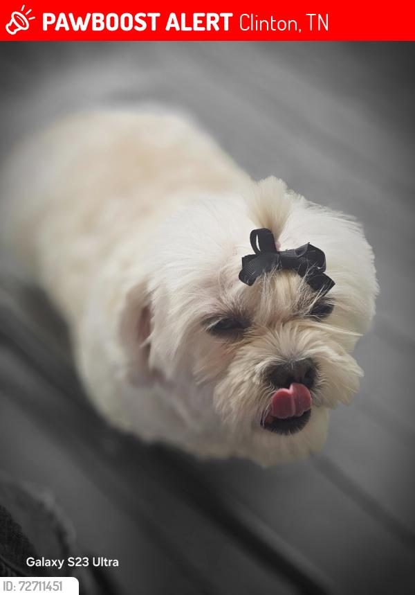 Lost Female Dog last seen Laurel road and laurel hollow rd, Clinton, TN 37716
