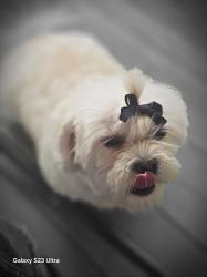 Lost Female Dog last seen Laurel road and laurel hollow rd, Clinton, TN 37716