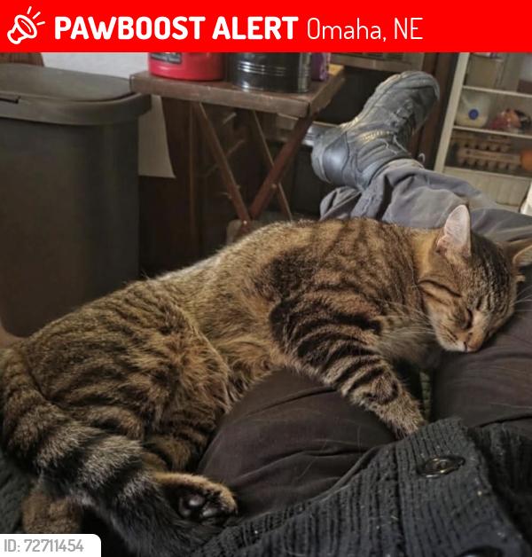 Lost Male Cat last seen Waggin tails, 16th st , Omaha, NE 68110