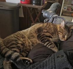 Lost Male Cat last seen Waggin tails, 16th st , Omaha, NE 68110