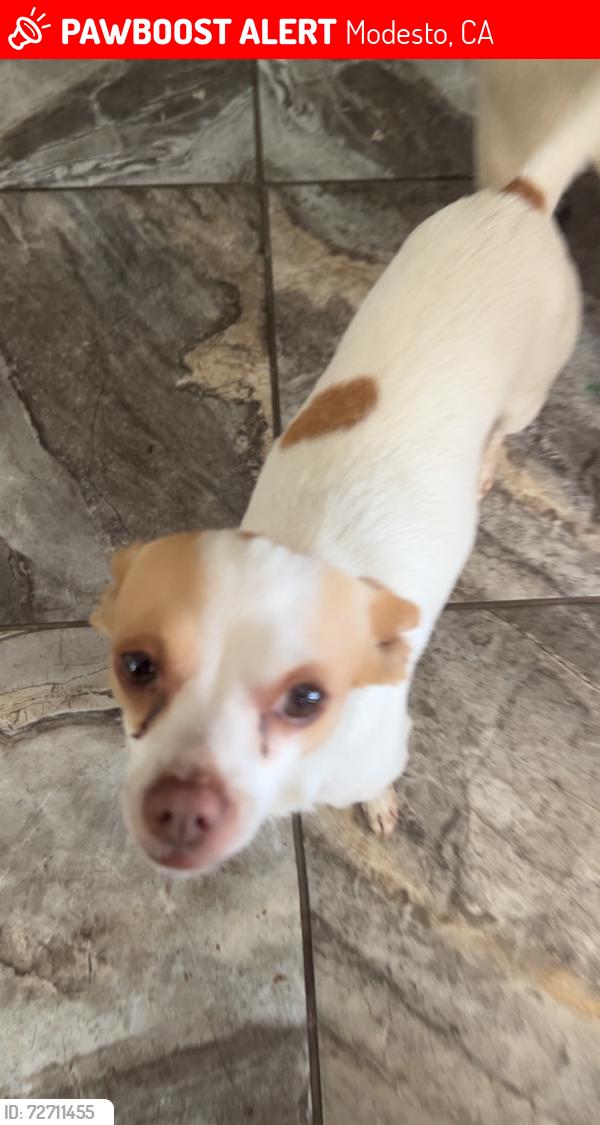 Lost Female Dog last seen Near Mather dr , Modesto, CA 95350