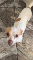 Lost Female Dog last seen Near Mather dr , Modesto, CA 95350