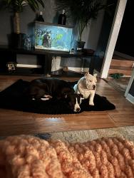 Lost Male Dog last seen Tiffany pines , Fayetteville, NC 28305