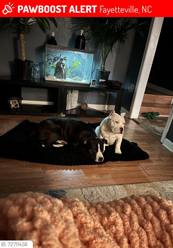 Lost Male Dog last seen Tiffany pines , Fayetteville, NC 28305
