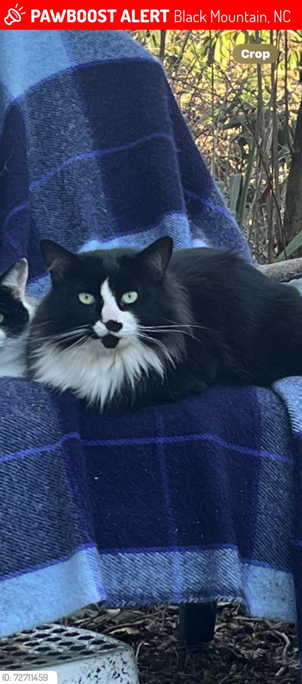 Lost Male Cat last seen Laurel Street , Black Mountain, NC 28711