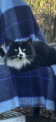 Lost Male Cat last seen Laurel Street , Black Mountain, NC 28711