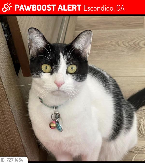 Lost Female Cat last seen Via Loma Vista , Escondido, CA 92029
