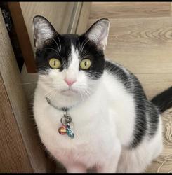 Lost Female Cat last seen Via Loma Vista , Escondido, CA 92029