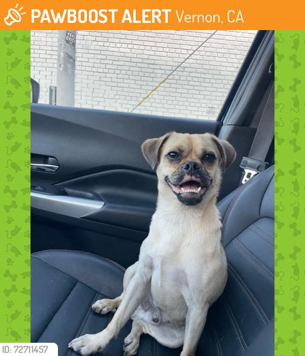 Found/Stray Male Dog last seen Near Alaneda swap meet. The streets are Long baeach ave and E 50th st., Vernon, CA 90058