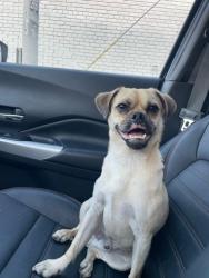 Found/Stray Male Dog last seen Near Alaneda swap meet. The streets are Long baeach ave and E 50th st., Vernon, CA 90058