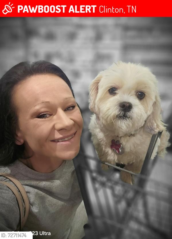 Lost Female Dog last seen Laurel road and laurel hollow rd, Clinton, TN 37716