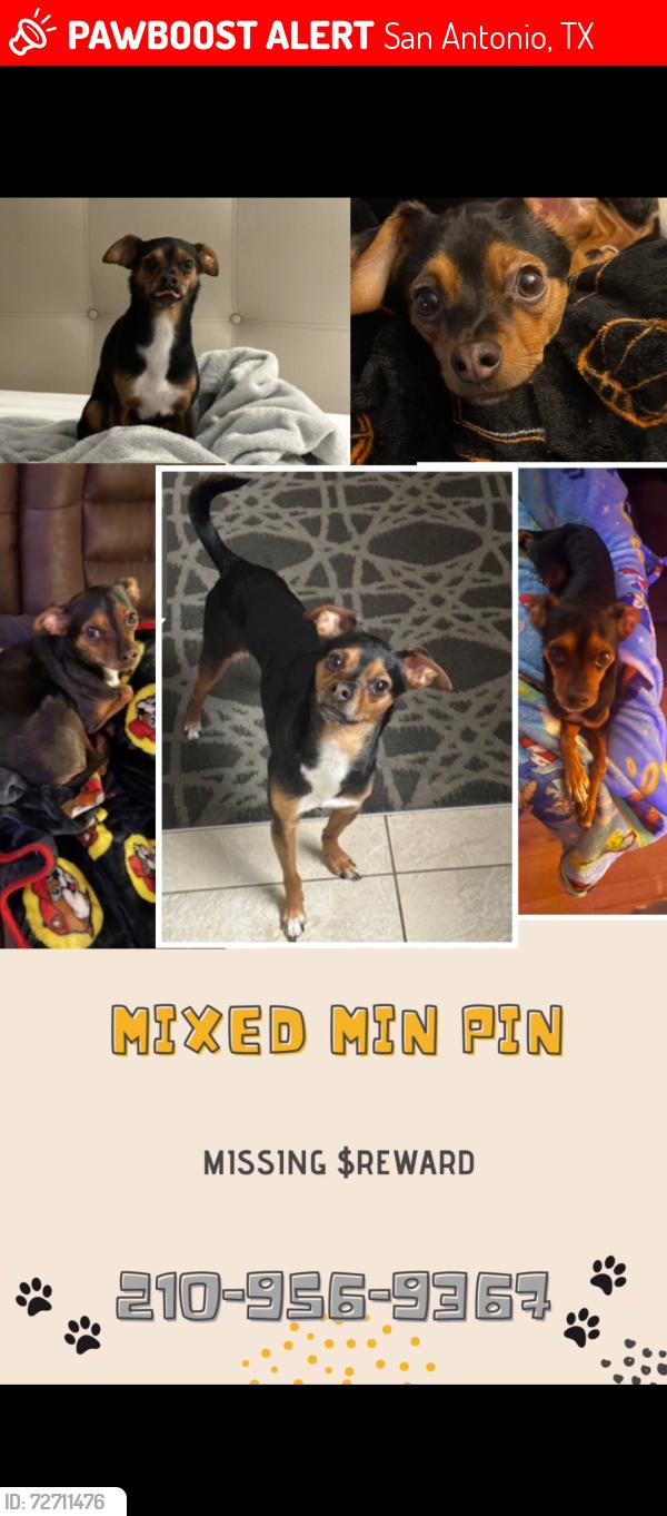 Lost Male Dog last seen Near EISENHAUER RD, San Antonio, TX 78218