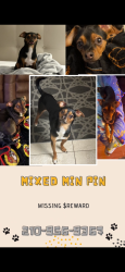 Lost Male Dog last seen Near EISENHAUER RD, San Antonio, TX 78218
