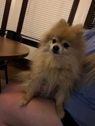 Found/Stray Male Dog last seen St ann’s, Hamilton, OH 45015