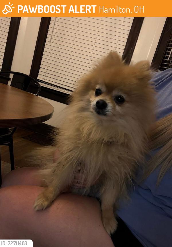 Found/Stray Male Dog last seen St ann’s, Hamilton, OH 45015