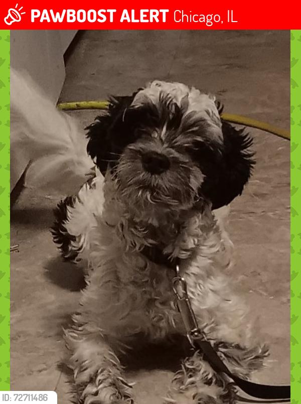 Lost Male Dog last seen Last seen near hegewisch and burnham ave, Chicago, IL 60633