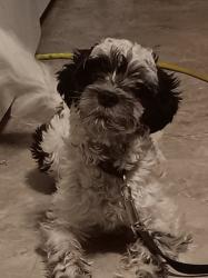 Lost Male Dog last seen Last seen near hegewisch and burnham ave, Chicago, IL 60633